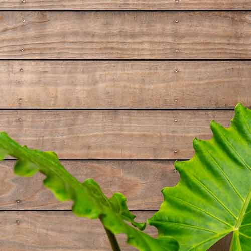 Lame de terrasse Kebony Radiata Profil lisse 22x142mm De 2400 mm à 4800 mm